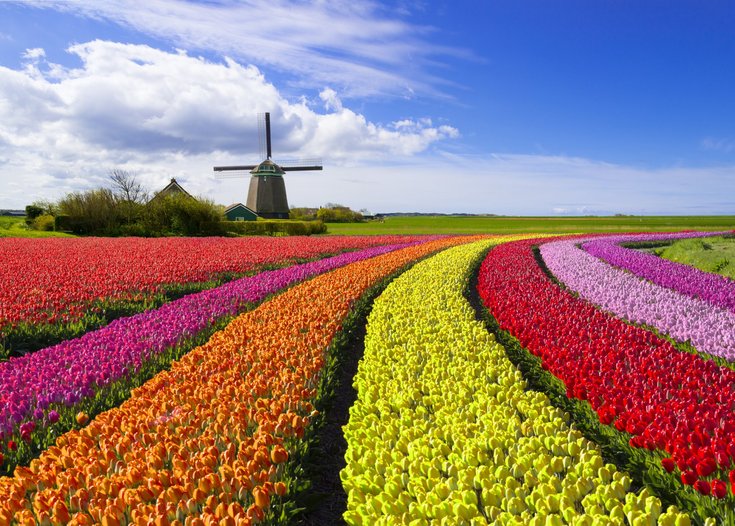 Kleurrijke tulpenvelden in rijen met een windmolen op de achtergrond